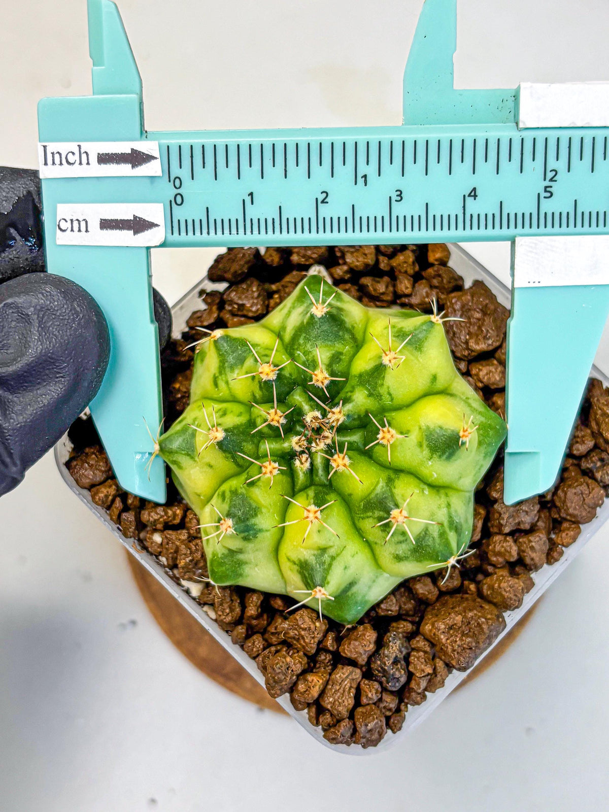 Gymnocalycium Amber (gy19) (9) | Rare Hybrids