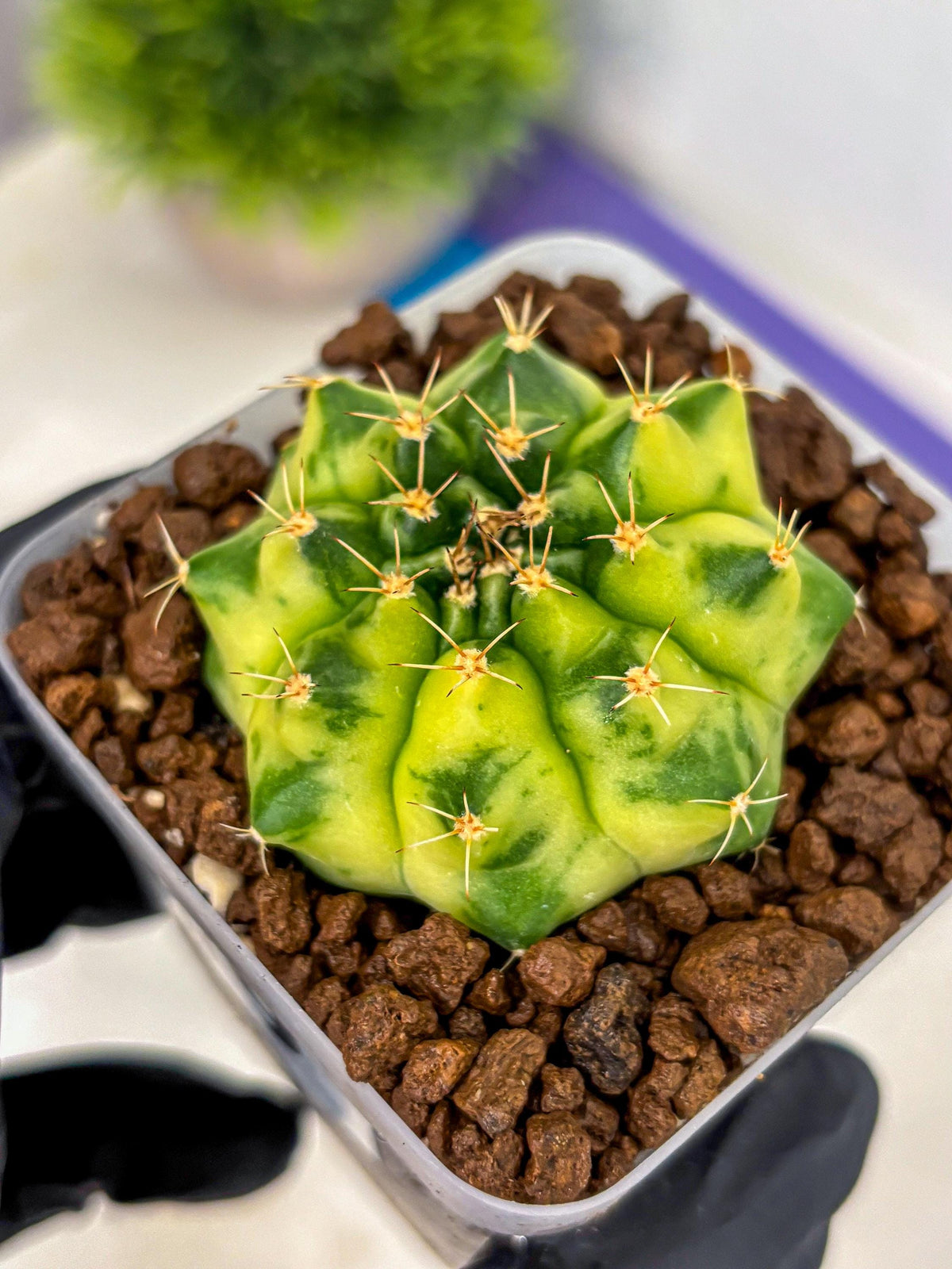 Gymnocalycium Amber (gy19) (9) | Rare Hybrids