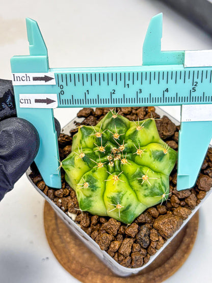 Gymnocalycium Amber (gy19) (9) | Rare Hybrids
