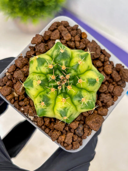 Gymnocalycium Amber (gy19) (9) | Rare Hybrids