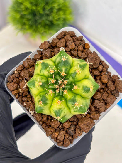 Gymnocalycium Amber (gy19) (9) | Rare Hybrids