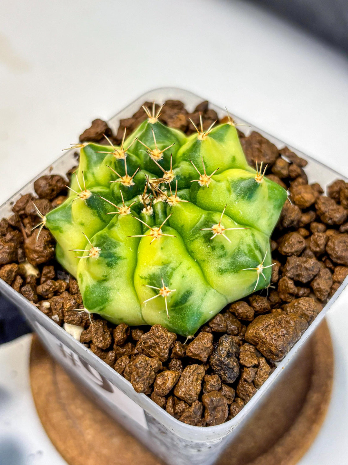 Gymnocalycium Amber (gy19) (9) | Rare Hybrids