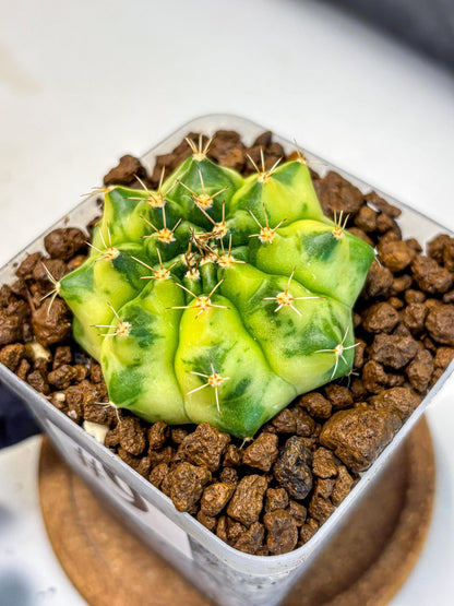 Gymnocalycium Amber (gy19) (9) | Rare Hybrids