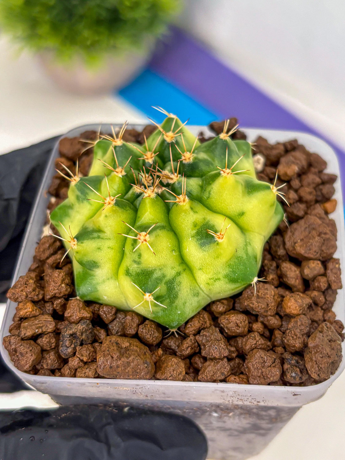 Gymnocalycium Amber (gy19) (9) | Rare Hybrids