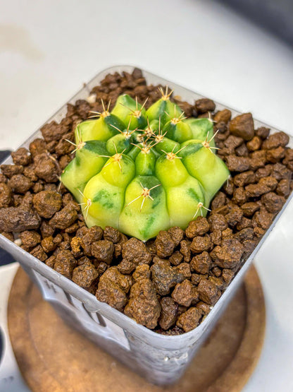 Gymnocalycium Amber (gy19) (10) | Rare Hybrids