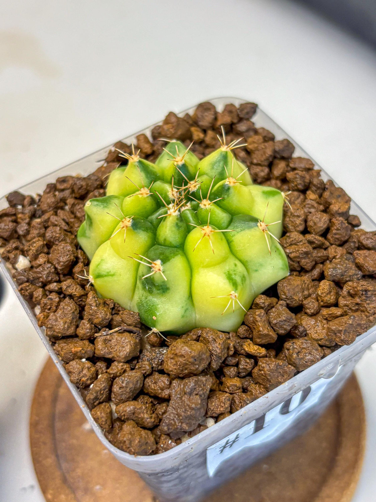 Gymnocalycium Amber (gy19) (10) | Rare Hybrids