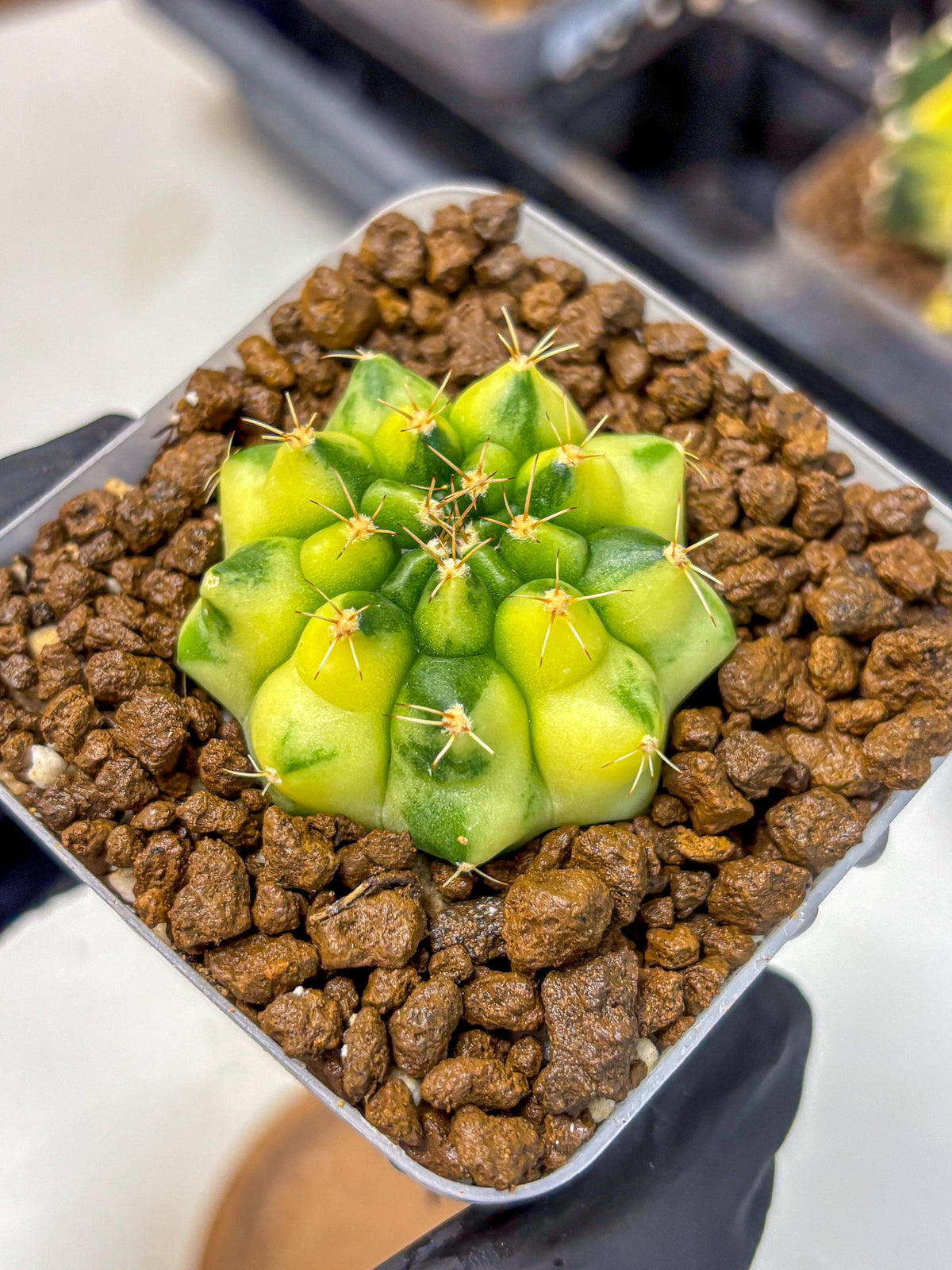 Gymnocalycium Amber (gy19) (10) | Rare Hybrids