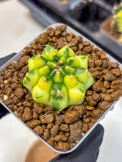 Gymnocalycium Amber (gy19) (10) | Rare Hybrids