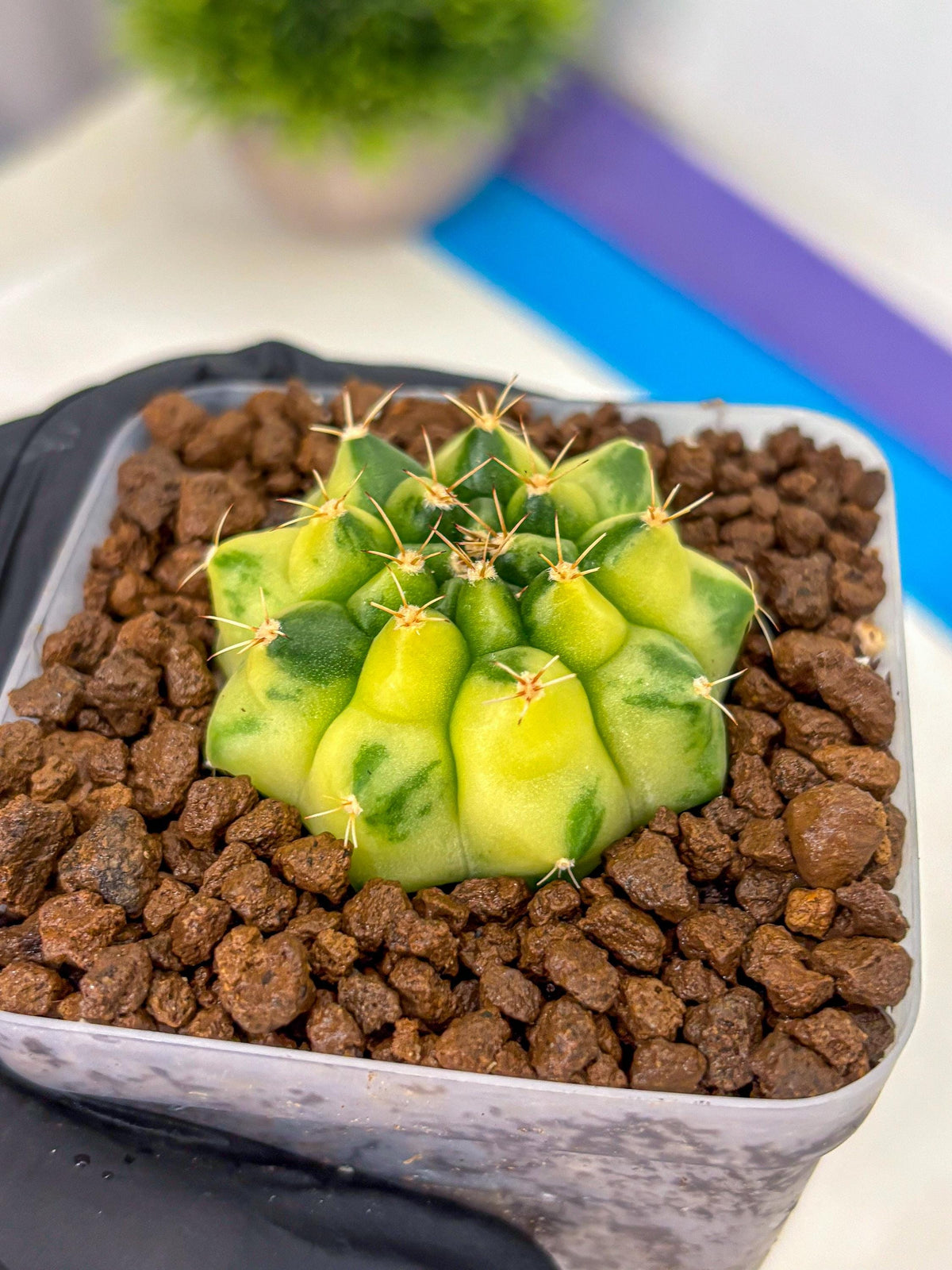Gymnocalycium Amber (gy19) (10) | Rare Hybrids