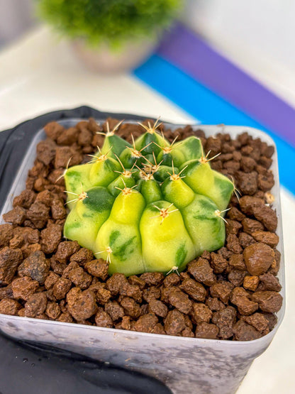 Gymnocalycium Amber (gy19) (10) | Rare Hybrids