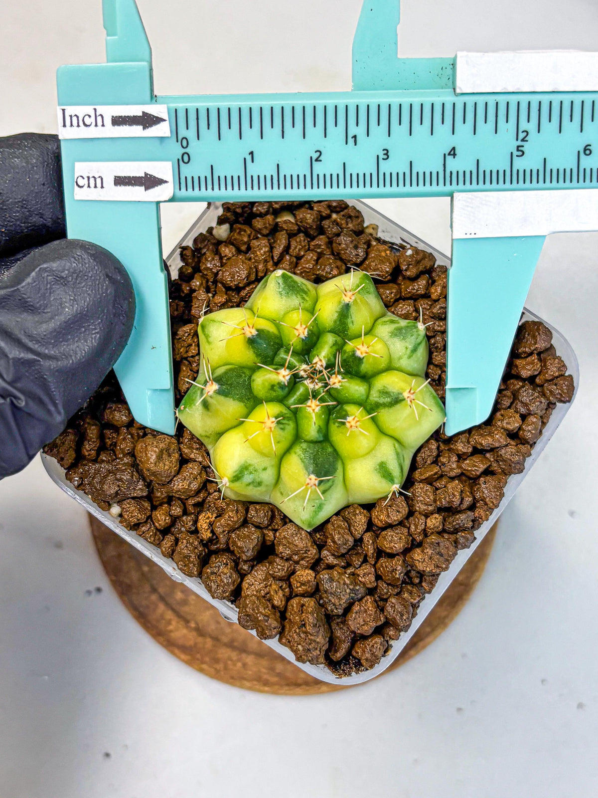 Gymnocalycium Amber (gy19) (10) | Rare Hybrids