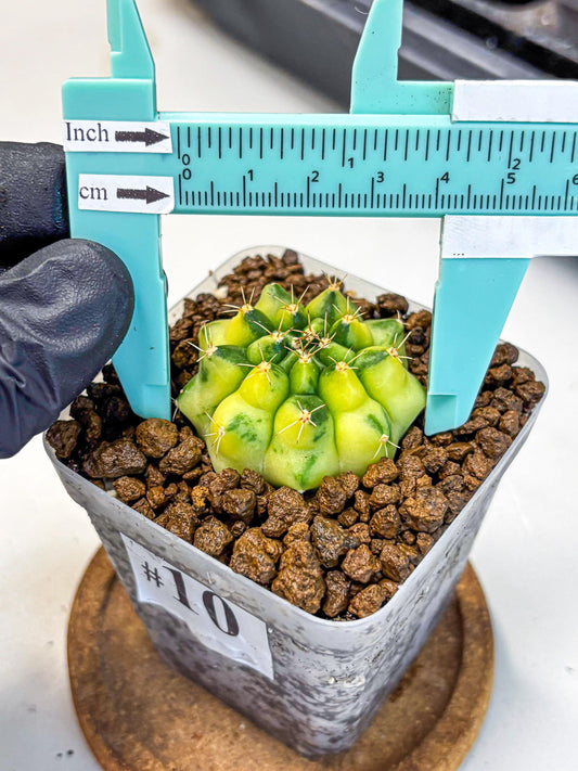 Gymnocalycium Amber (gy19) (10) | Rare Hybrids