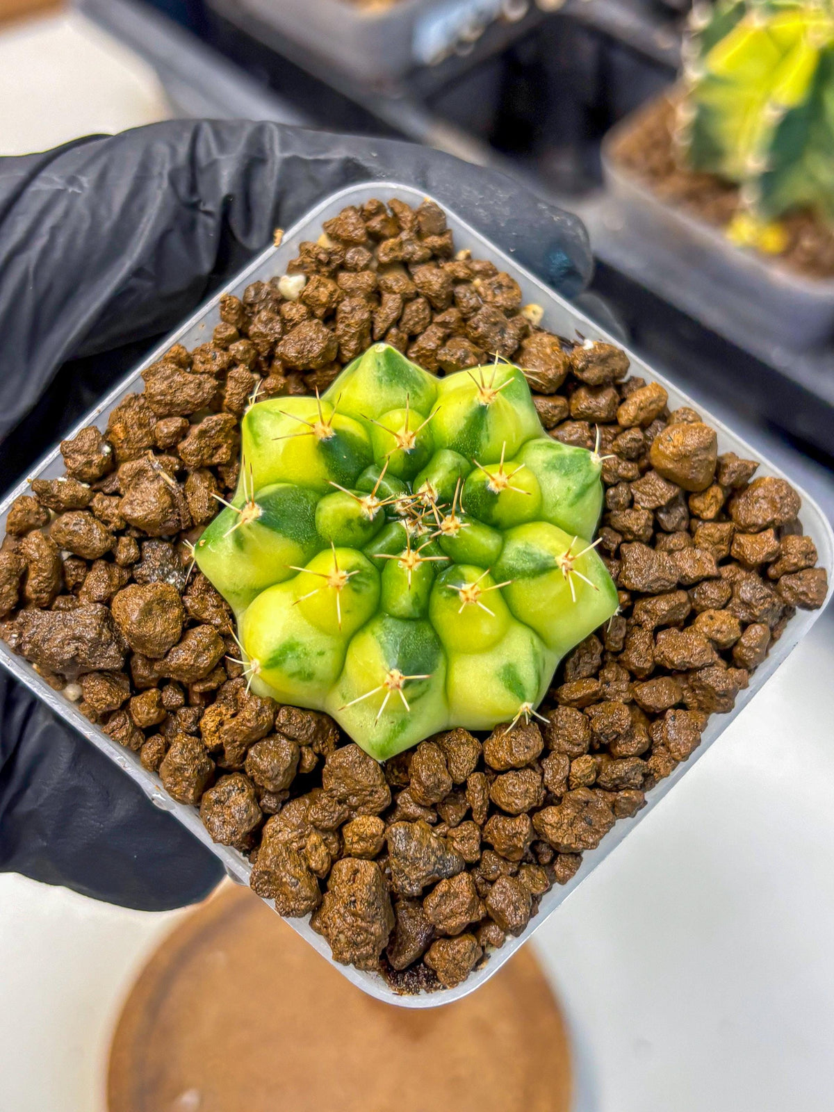 Gymnocalycium Amber (gy19) (10) | Rare Hybrids