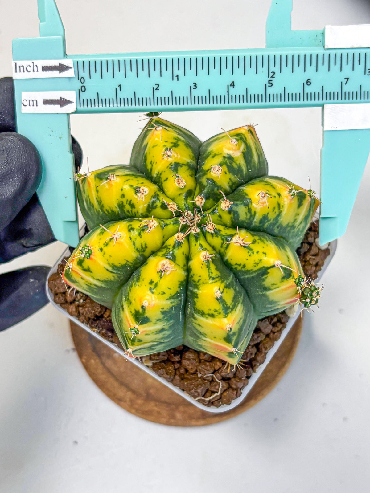 Gymnocalycium Mandarin (gy19) (11) | Rare Hybrid cactus
