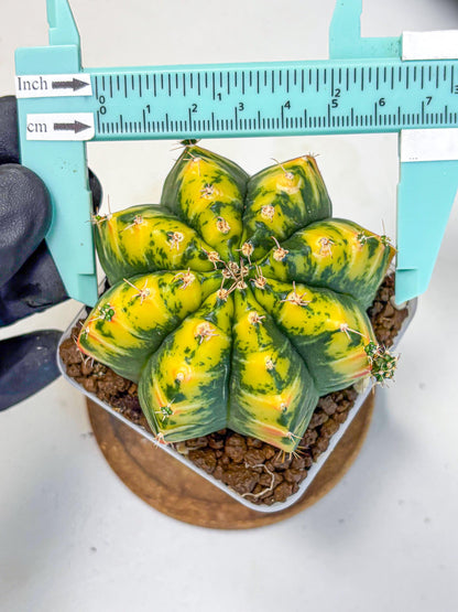 Gymnocalycium Mandarin (gy19) (11) | Rare Hybrid cactus