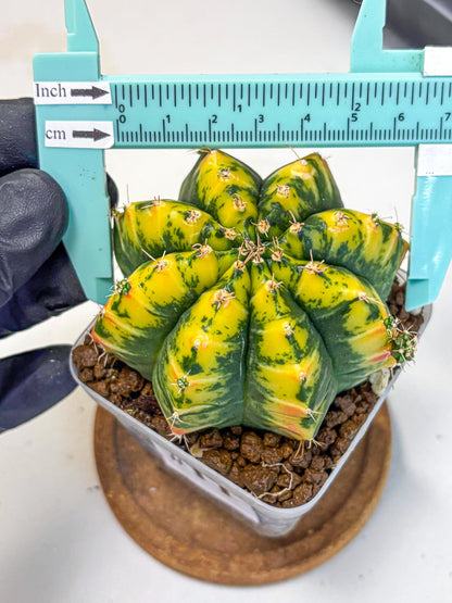 Gymnocalycium Mandarin (gy19) (11) | Rare Hybrid cactus