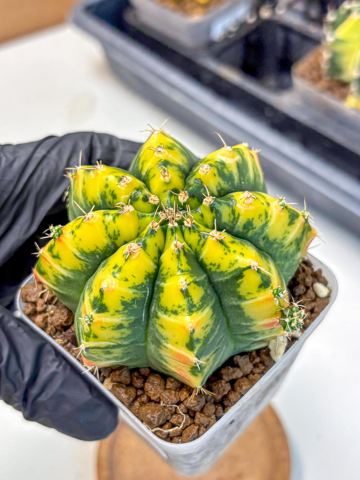 Gymnocalycium Mandarin (gy19) (11) | Rare Hybrid cactus