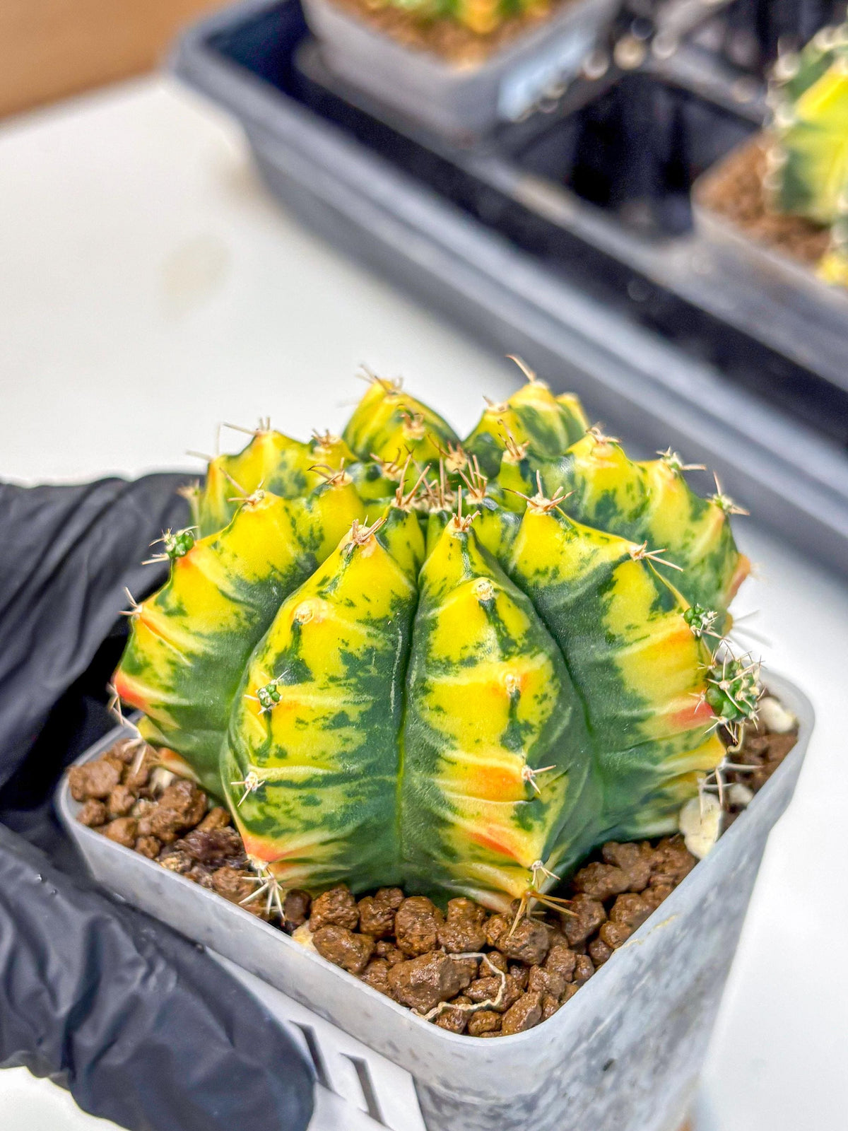 Gymnocalycium Mandarin (gy19) (11) | Rare Hybrid cactus