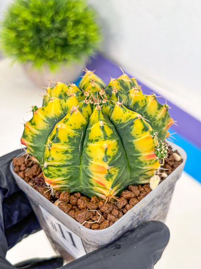 Gymnocalycium Mandarin (gy19) (11) | Rare Hybrid cactus