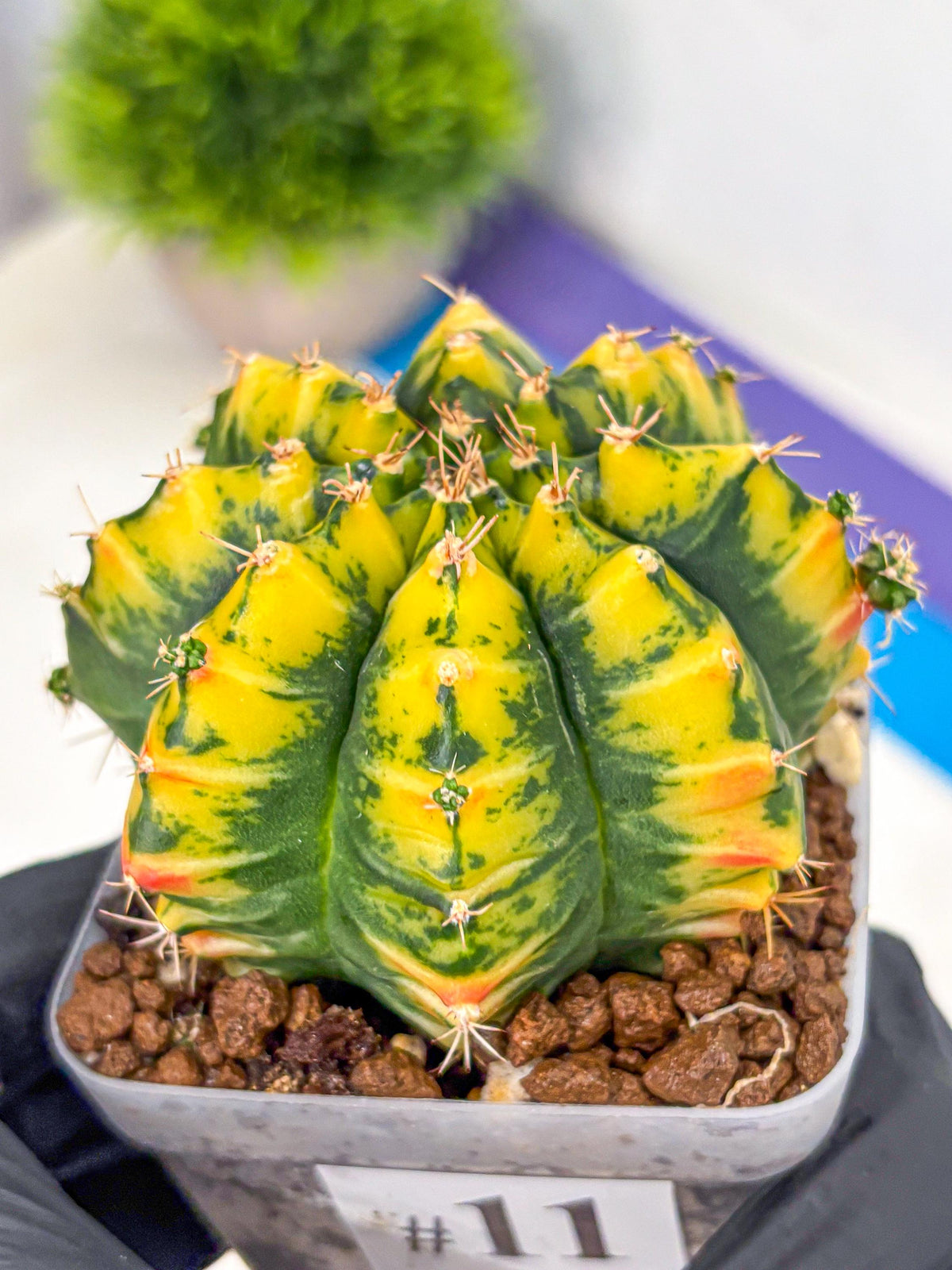 Gymnocalycium Mandarin (gy19) (11) | Rare Hybrid cactus