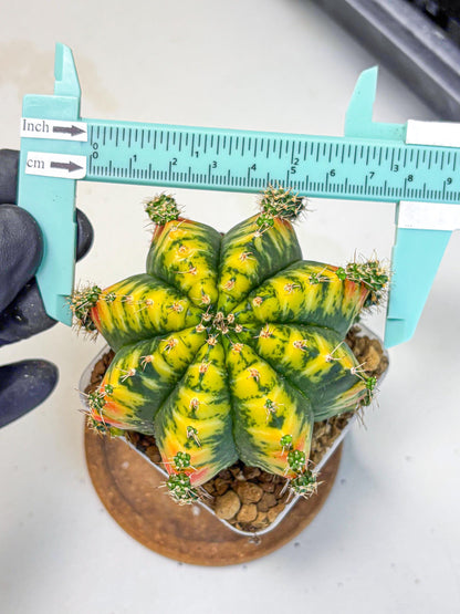 Gymnocalycium Mandarin (gy19) (12) | Rare Hybrid cactus
