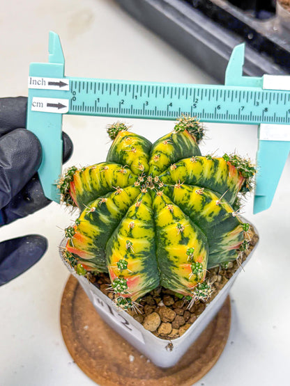 Gymnocalycium Mandarin (gy19) (12) | Rare Hybrid cactus