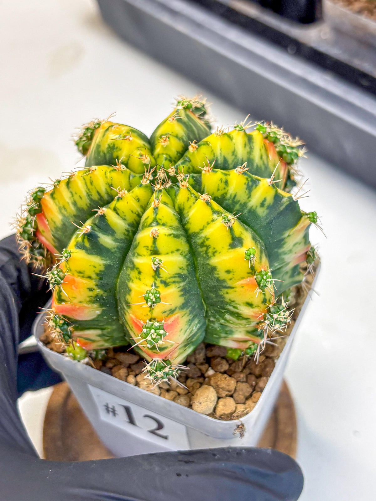 Gymnocalycium Mandarin (gy19) (12) | Rare Hybrid cactus