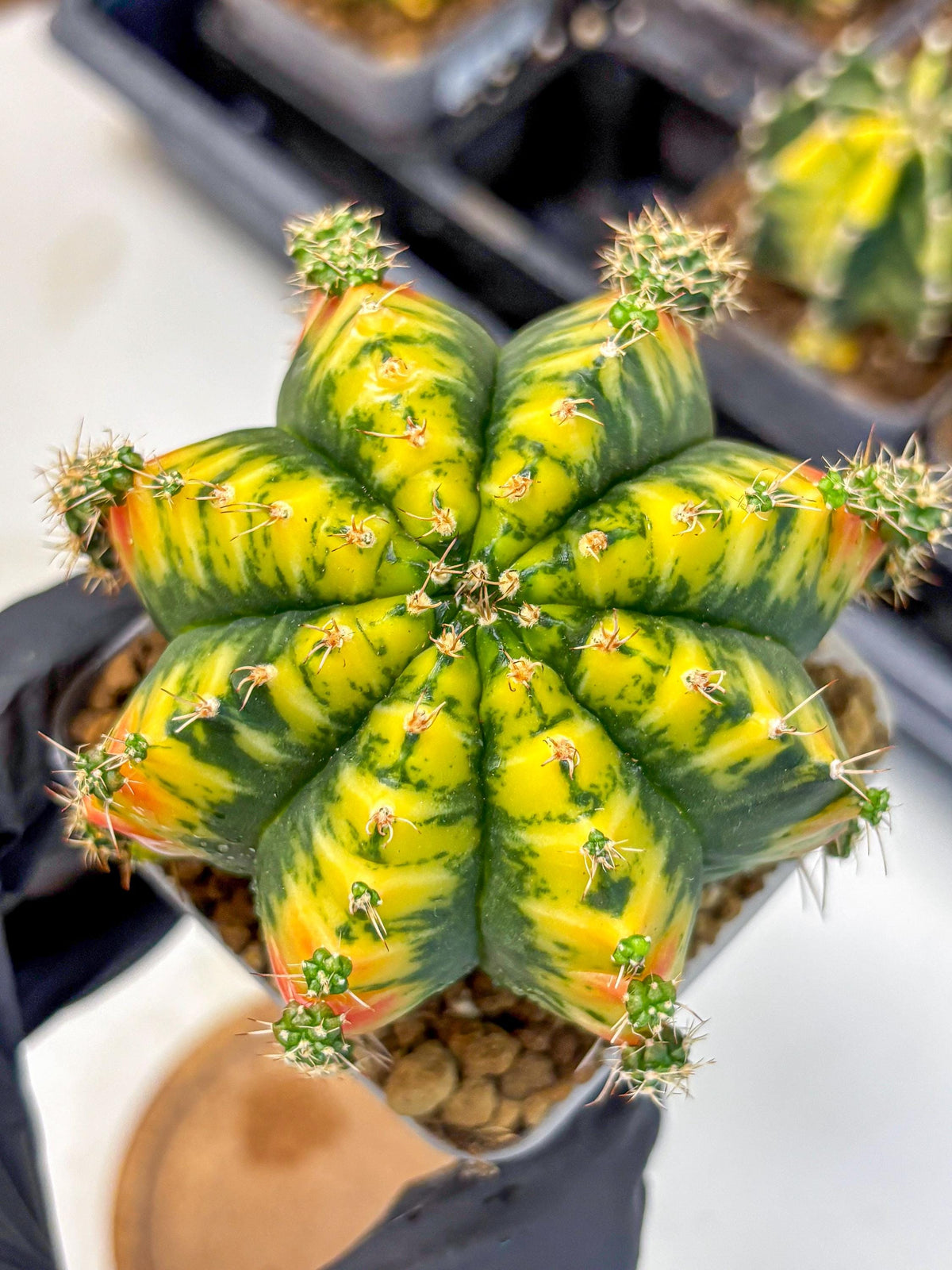 Gymnocalycium Mandarin (gy19) (12) | Rare Hybrid cactus