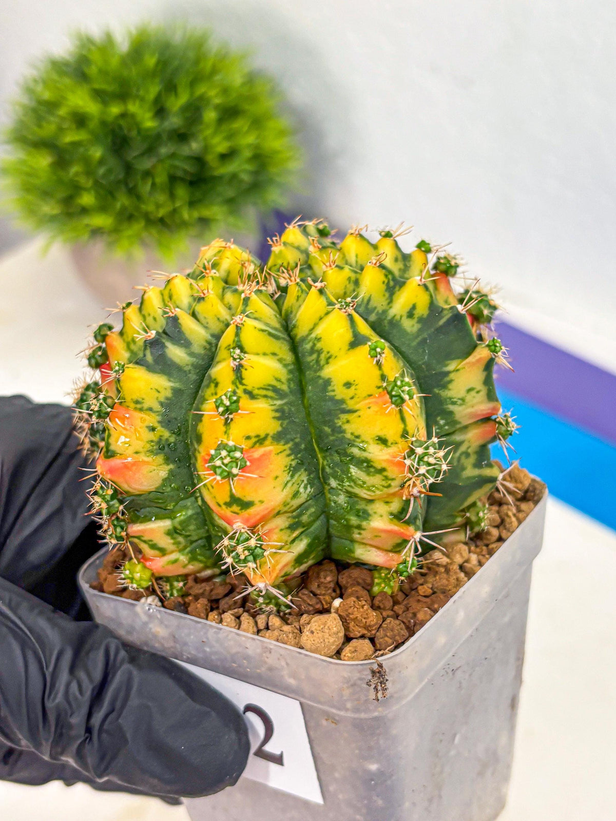 Gymnocalycium Mandarin (gy19) (12) | Rare Hybrid cactus