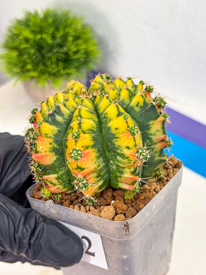 Gymnocalycium Mandarin (gy19) (12) | Rare Hybrid cactus