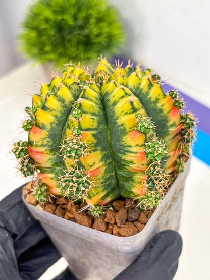 Gymnocalycium Mandarin (gy19) (12) | Rare Hybrid cactus
