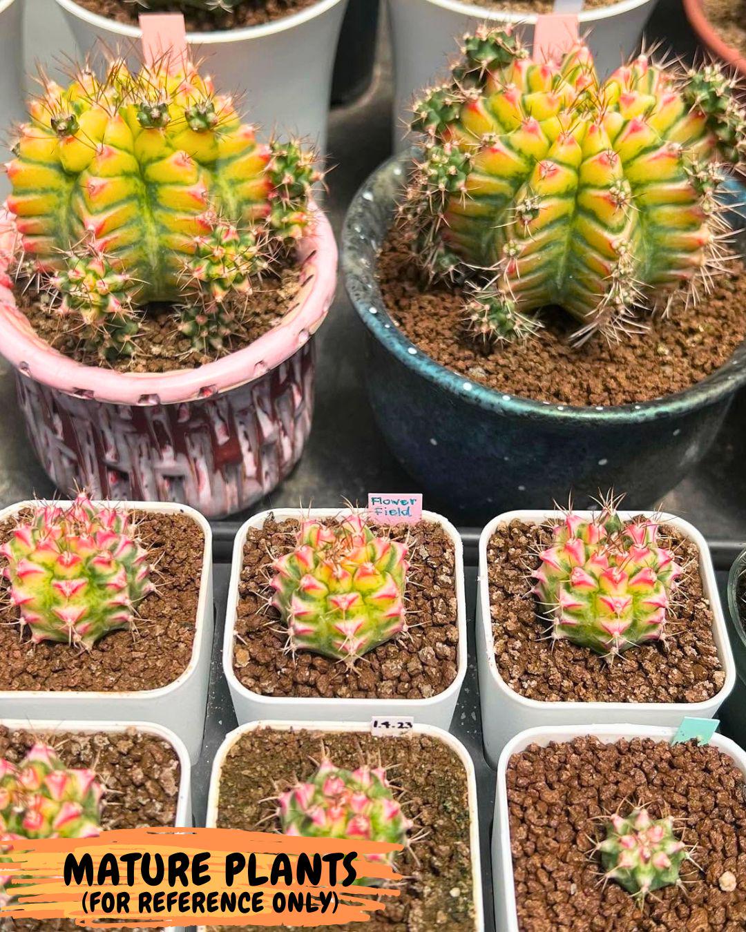 Gymnocalycium Flower Field (gy19) (14) | Rare Hybrid cactus