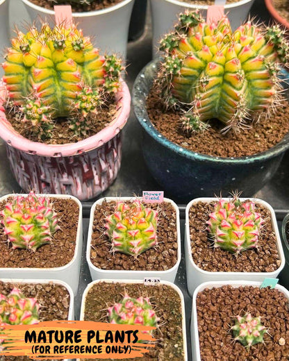 Gymnocalycium Flower Field (gy19) (14) | Rare Hybrid cactus