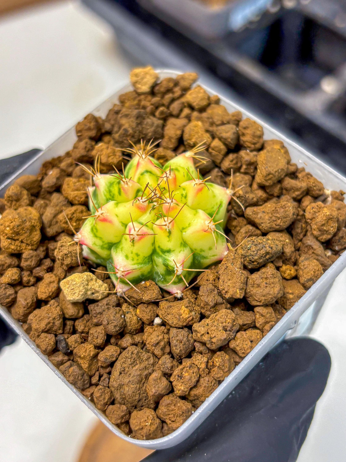 Gymnocalycium Flower Field (gy19) (14) | Rare Hybrid cactus