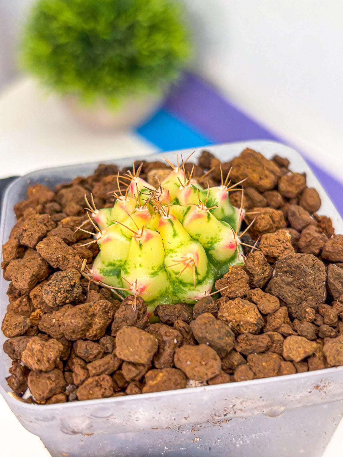 Gymnocalycium Flower Field (gy19) (14) | Rare Hybrid cactus