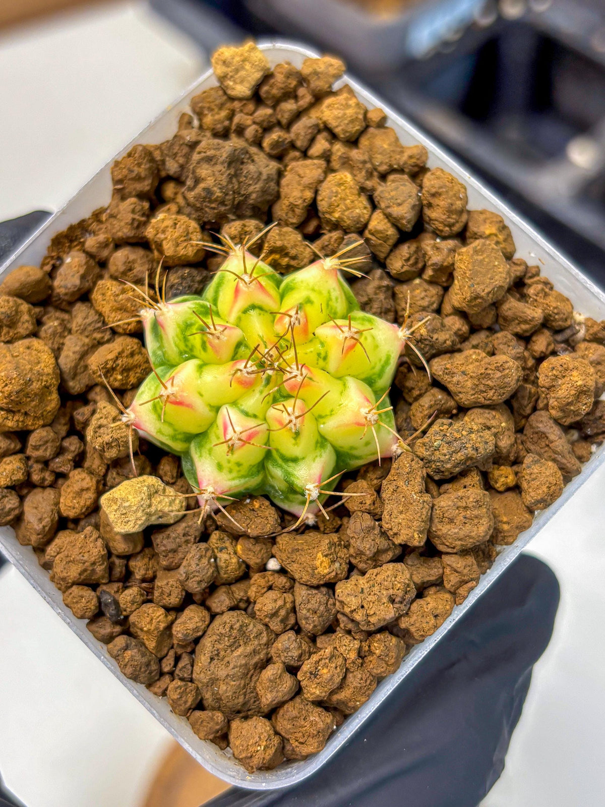 Gymnocalycium Flower Field (gy19) (14) | Rare Hybrid cactus
