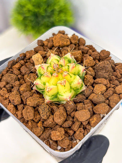 Gymnocalycium Flower Field (gy19) (14) | Rare Hybrid cactus
