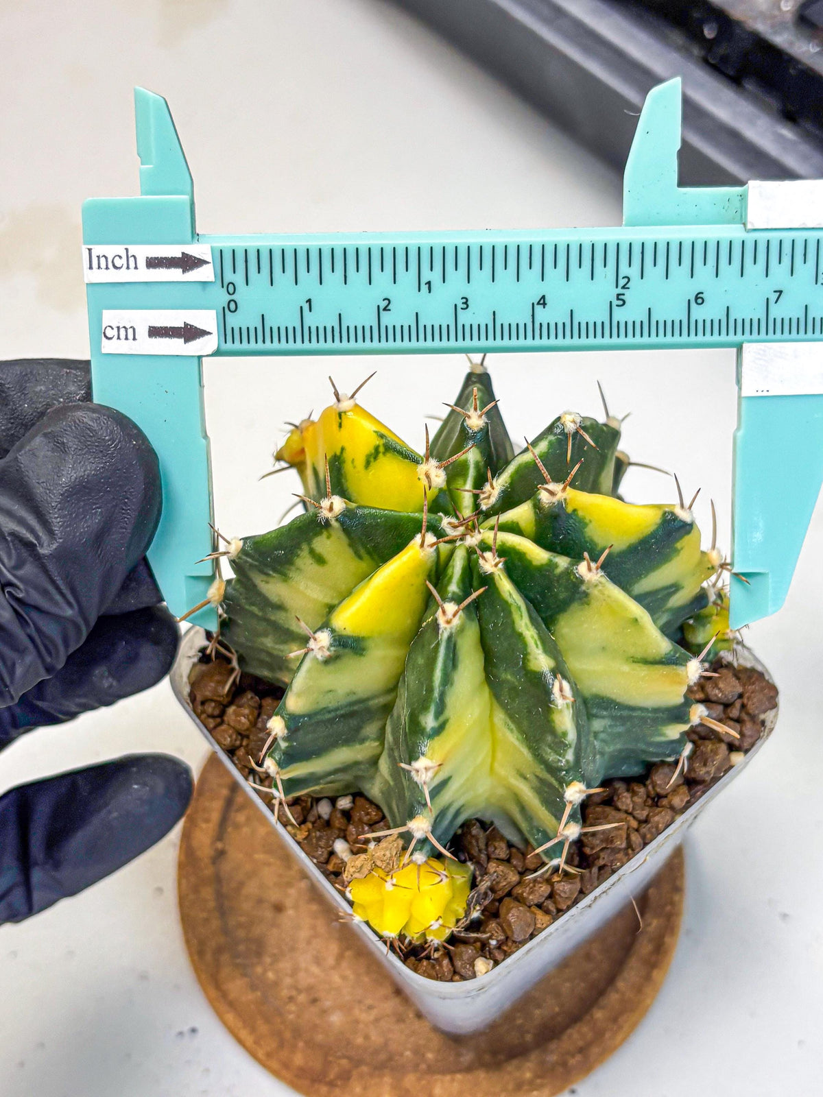 Gymnocalycium Shine (gy19) (15) | Rare Hybrid cactus