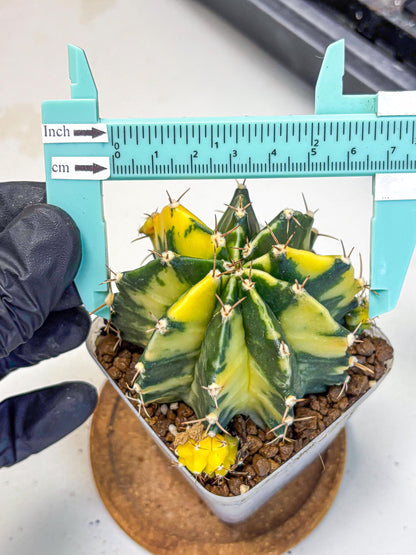 Gymnocalycium Shine (gy19) (15) | Rare Hybrid cactus