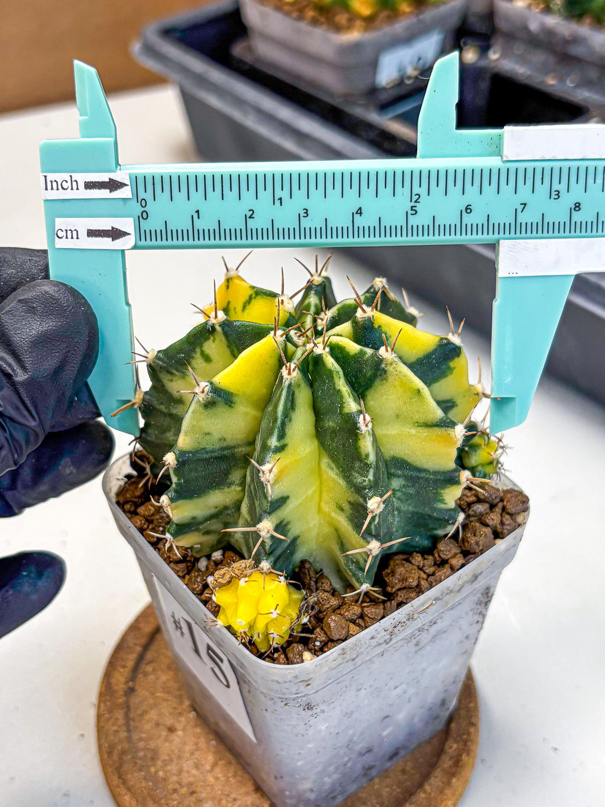Gymnocalycium Shine (gy19) (15) | Rare Hybrid cactus