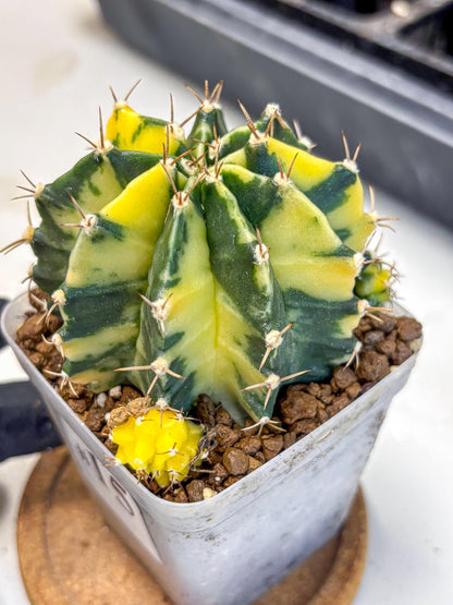 Gymnocalycium Shine (gy19) (15) | Rare Hybrid cactus