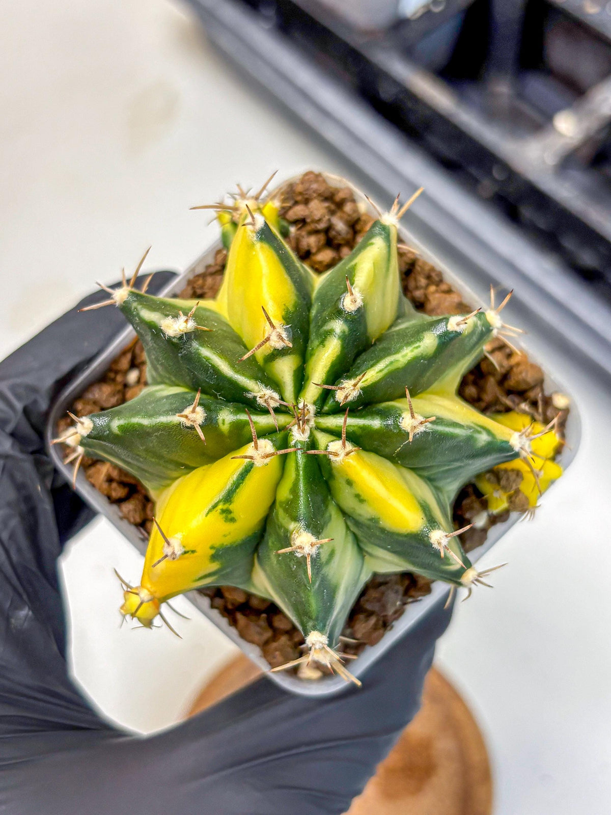 Gymnocalycium Shine (gy19) (15) | Rare Hybrid cactus