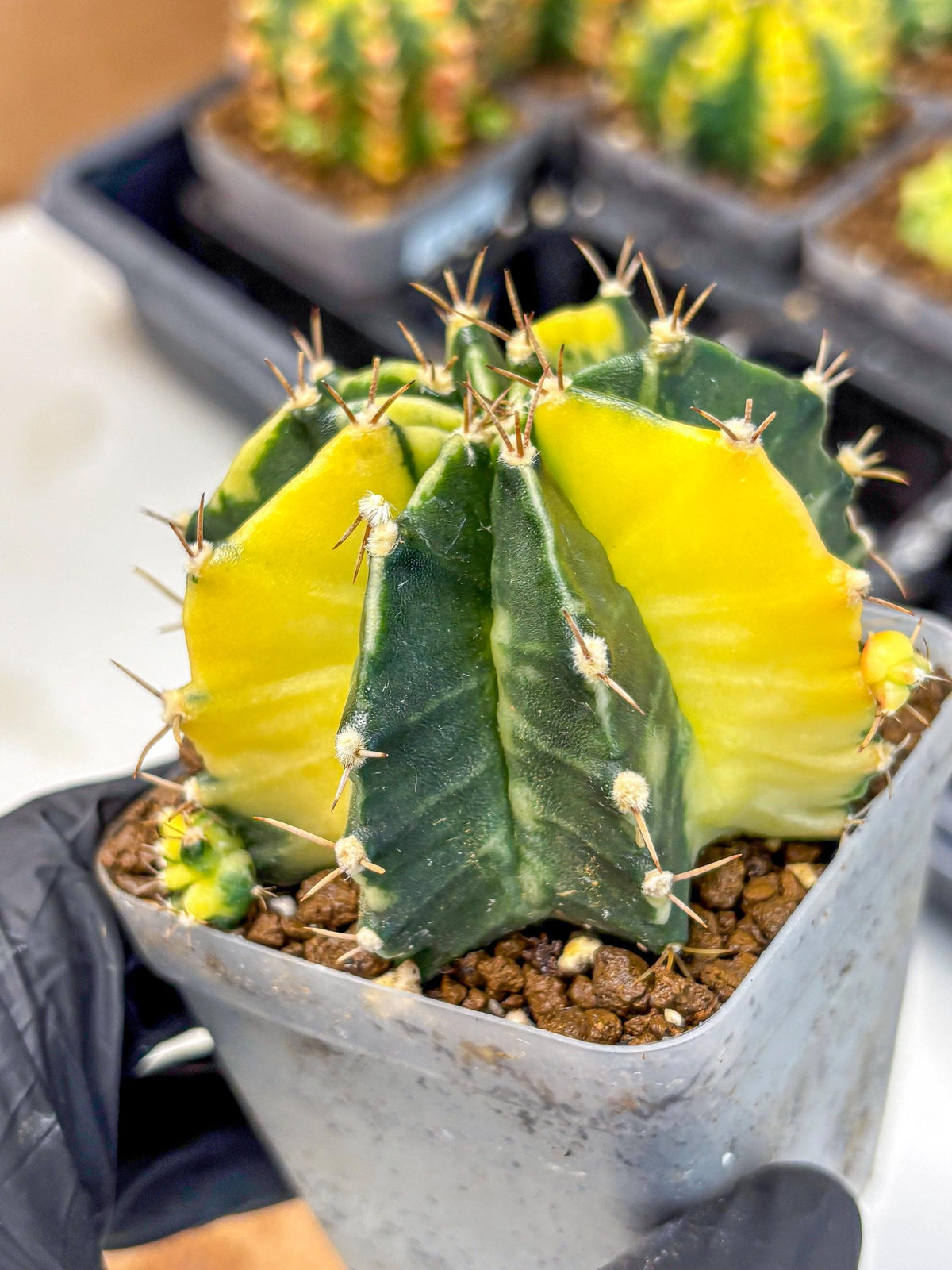 Gymnocalycium Shine (gy19) (15) | Rare Hybrid cactus