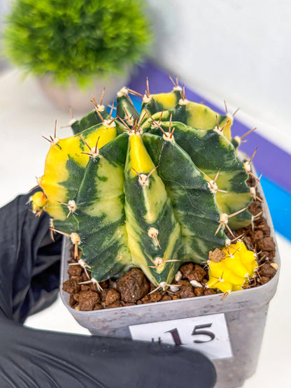 Gymnocalycium Shine (gy19) (15) | Rare Hybrid cactus