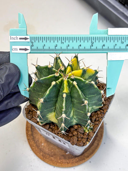 Gymnocalycium Shine (gy19) (16) | Rare Hybrid cactus