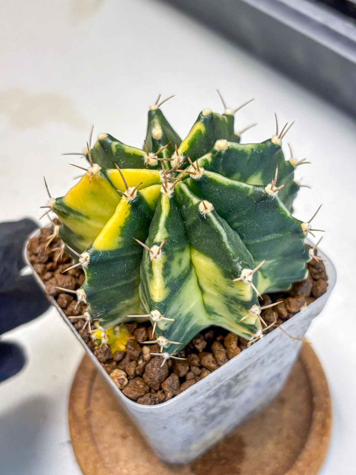 Gymnocalycium Shine (gy19) (16) | Rare Hybrid cactus