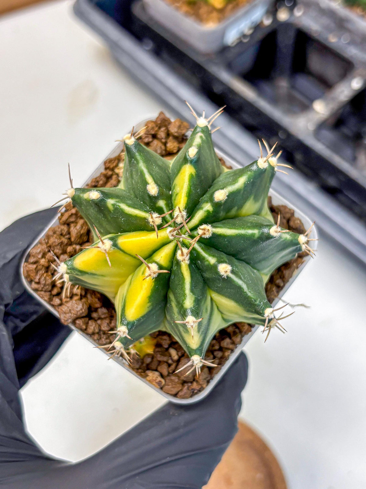 Gymnocalycium Shine (gy19) (16) | Rare Hybrid cactus