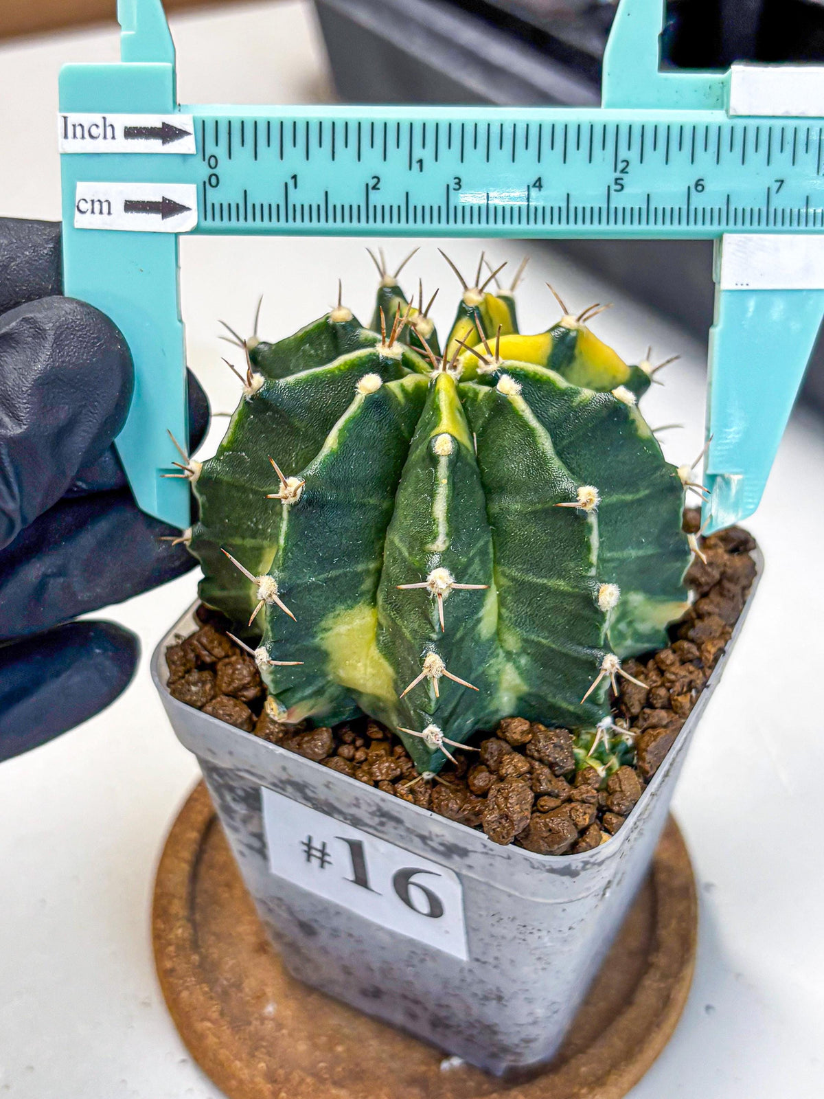 Gymnocalycium Shine (gy19) (16) | Rare Hybrid cactus