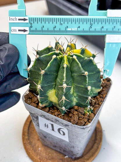 Gymnocalycium Shine (gy19) (16) | Rare Hybrid cactus