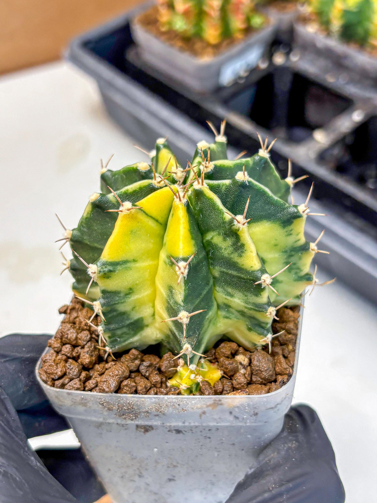 Gymnocalycium Shine (gy19) (16) | Rare Hybrid cactus